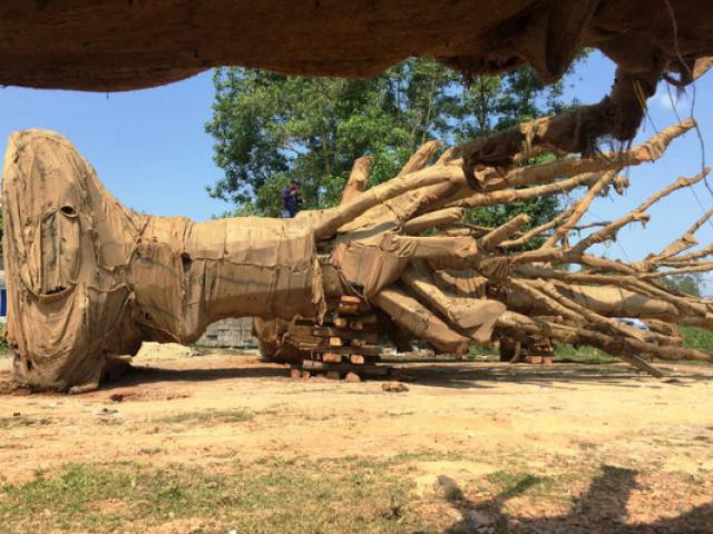 Cận cảnh 3 cây "quái thú" bị CSGT Thừa Thiên- Huế bắt giữ
