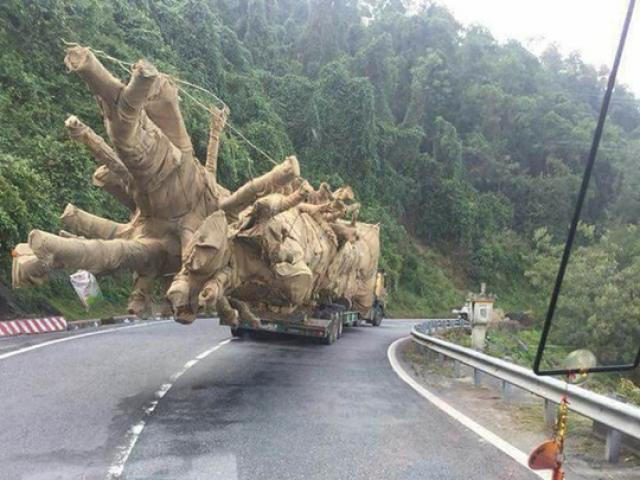 Ba cây "quái thú" có nguồn gốc từ rừng Đắk Lắk