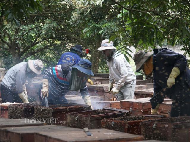 Thị trường - Tiêu dùng - Ảnh, clip: Nuôi ong du mục thu hàng trăm triệu ở Hưng Yên