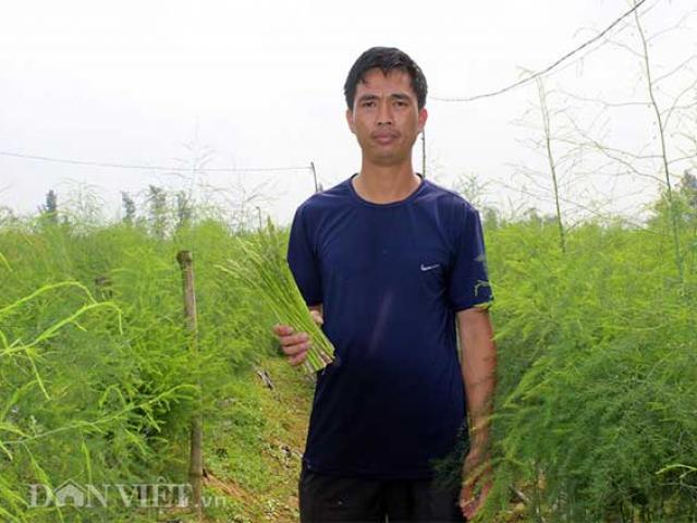 ”Nể phục” thầy giáo xứ Nghệ về vườn trồng cây tiền tỷ măng tây