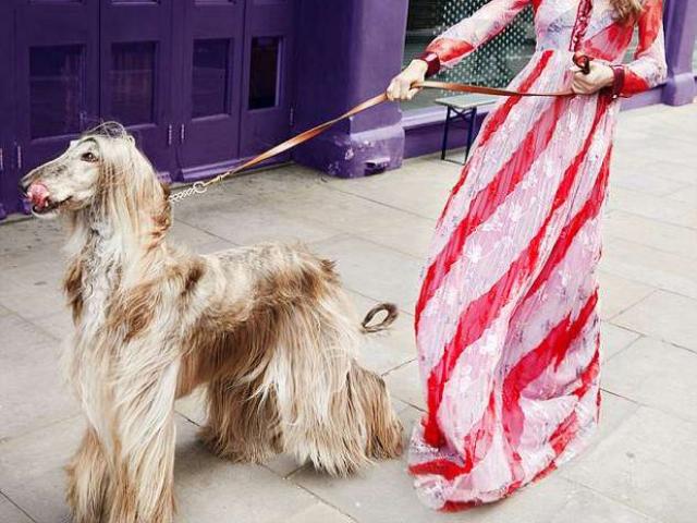 Thế giới - Chú chó sang chảnh nhất thế giới, mỗi bộ ảnh tốn trăm triệu đồng