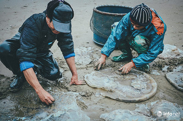 Thanh Hóa: Ngư dân Hải Hòa vào mùa đánh bắt sứa - 4