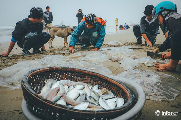 Thanh Hóa: Ngư dân Hải Hòa vào mùa đánh bắt sứa - 8
