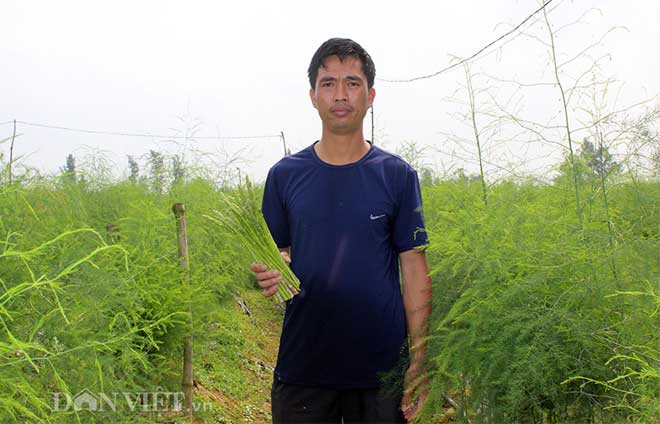 &#34;Nể phục&#34; thầy giáo xứ Nghệ về vườn trồng cây tiền tỷ măng tây - 2