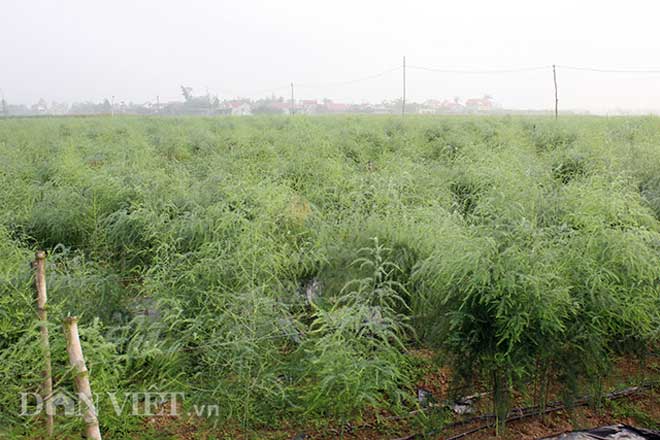 &#34;Nể phục&#34; thầy giáo xứ Nghệ về vườn trồng cây tiền tỷ măng tây - 10