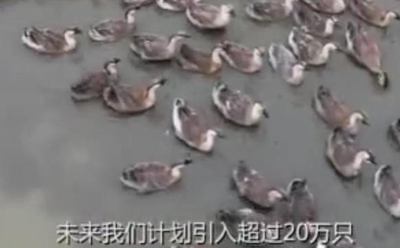 Alibaba nuôi heo, nay đến lượt Tencent tuyên bố nuôi... ngỗng - 2