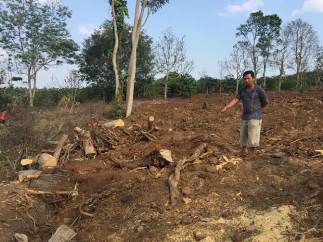 Tin tức trong ngày - Tiết lộ hành trình ra Bắc của cây đa "siêu khủng" quê Đắk Lắk