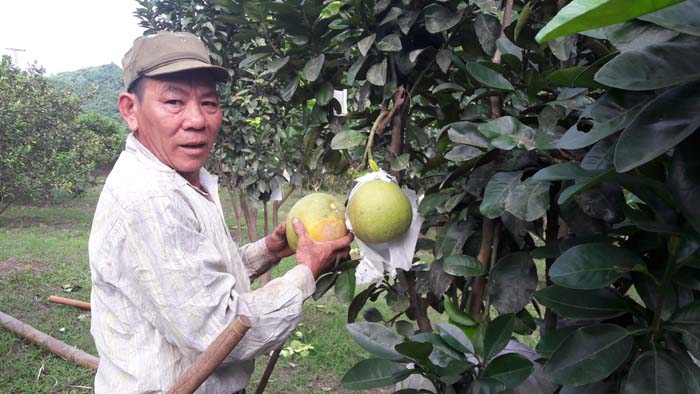 Cây có múi nguy cơ vỡ trận: 1 cây bưởi thu 10 triệu, ai không ham - 1