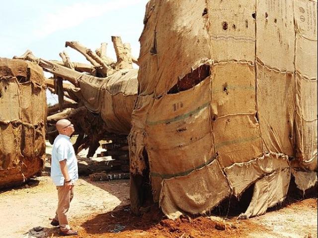 Xuất hiện thêm người mang hồ sơ về cây ”quái thú” trình kiểm lâm