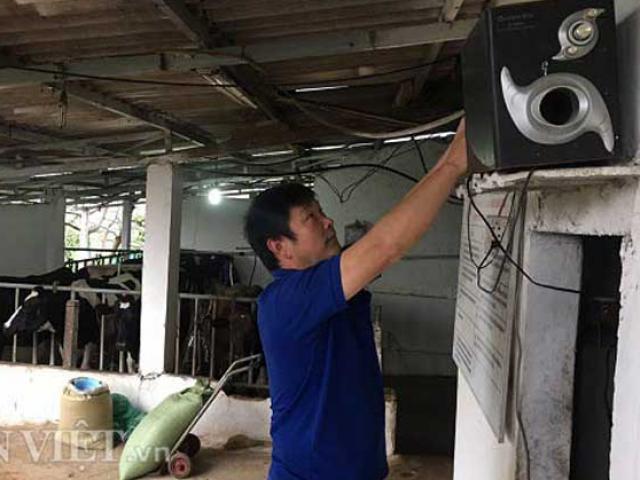 Thị trường - Tiêu dùng - Người Sơn La cho bò sữa nghe nhạc để... giảm căng thẳng