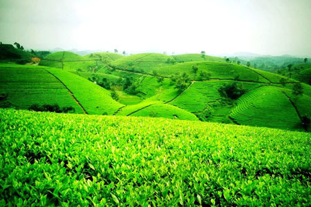 Những thiên đường xanh ngát xanh không thể bỏ qua khi đến Thái Nguyên - 2