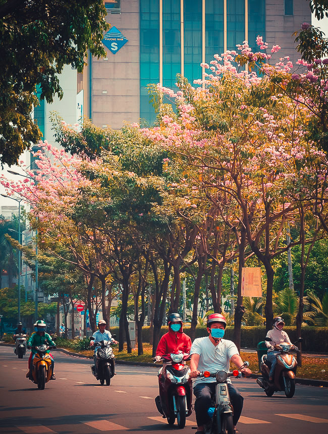 Không ngờ giữa Sài Gòn lại có những con đường hoa đẹp đến thế này! - 2