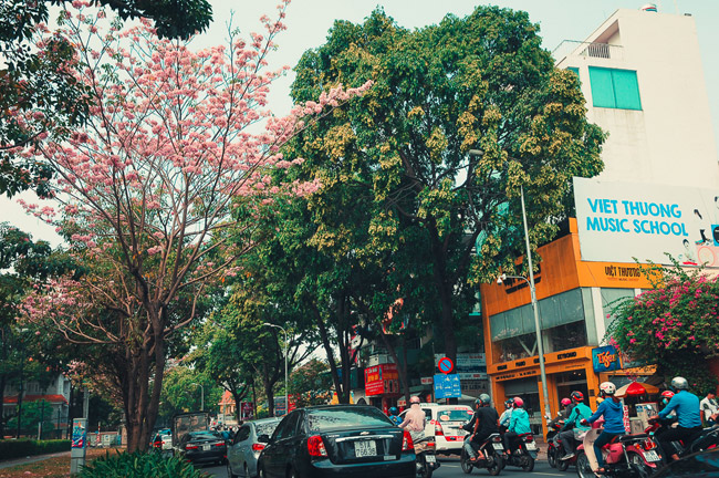 Không ngờ giữa Sài Gòn lại có những con đường hoa đẹp đến thế này! - 5
