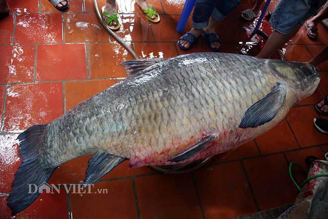 Hành trình đưa cá trắm đen 65kg lớn nhất Việt Nam lên bàn tiệc - 3