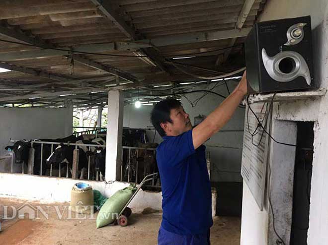 Người Sơn La cho bò sữa nghe nhạc để... giảm căng thẳng - 1