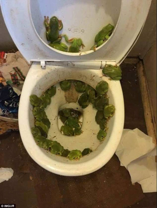 Hãi hùng với những sinh vật kinh dị xuất hiện trong toilet - 1