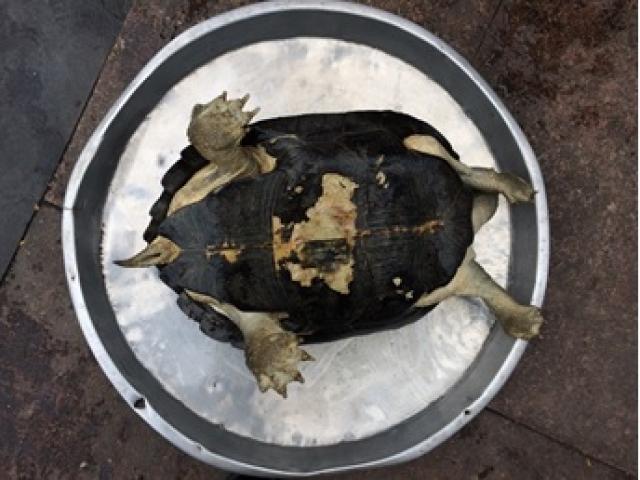 Thị trường - Tiêu dùng - "Ăn quả đắng" vì bày bán rùa quý hiếm ngay trên giữa phố