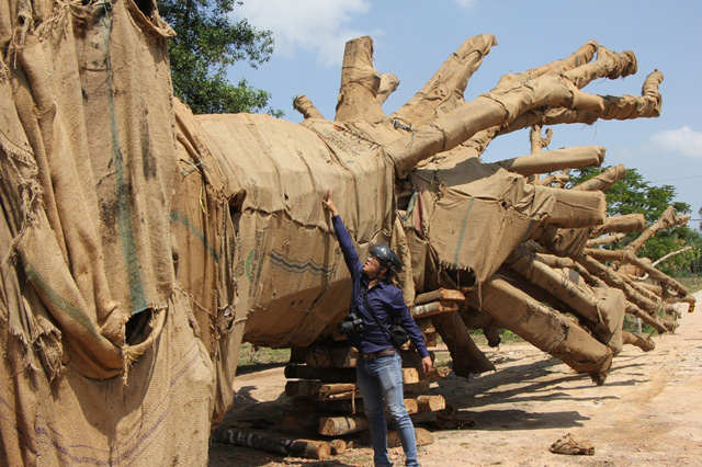 Hồ sơ về nguồn gốc cây cổ thụ “khủng” nghi bị làm giả - 1