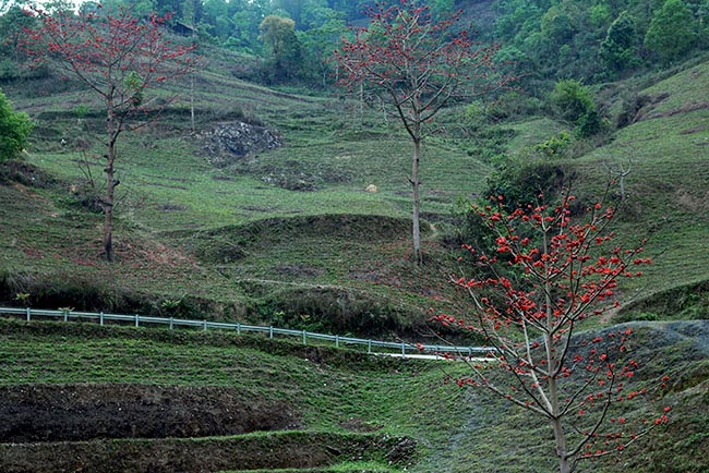 Xao xuyến mùa hoa gạo nở đỏ rực các miền quê - 5
