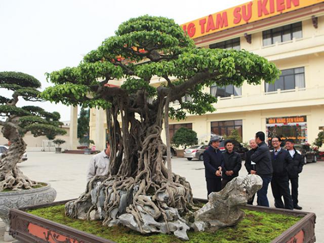 Ngắm cây sanh từng lên trang bìa tạp chí nghệ thuật cây cảnh Mỹ