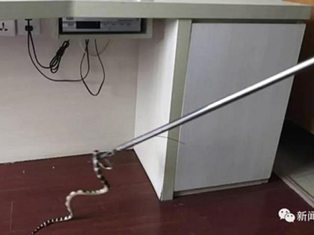 Thế giới - TQ: Ngủ ở khách sạn, bị rắn cực độc chui vào quần cắn