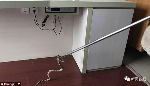 TQ: Ngủ ở khách sạn, bị rắn cực độc chui vào quần cắn - 2