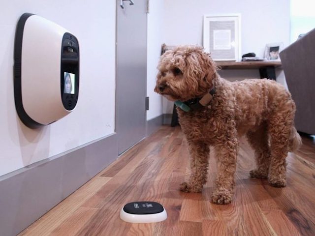 Công nghệ thông tin - Công nghệ có đang làm thú cưng của bạn phát điên hay không?