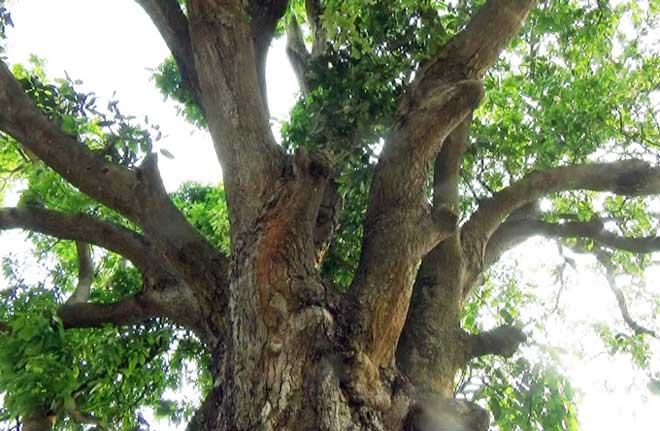 "Cụ” xoài cổ Bạc Liêu hơn 300 tuổi vẫn xanh tốt và "đẻ" sòn sòn - 1