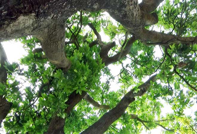 "Cụ” xoài cổ Bạc Liêu hơn 300 tuổi vẫn xanh tốt và "đẻ" sòn sòn - 2