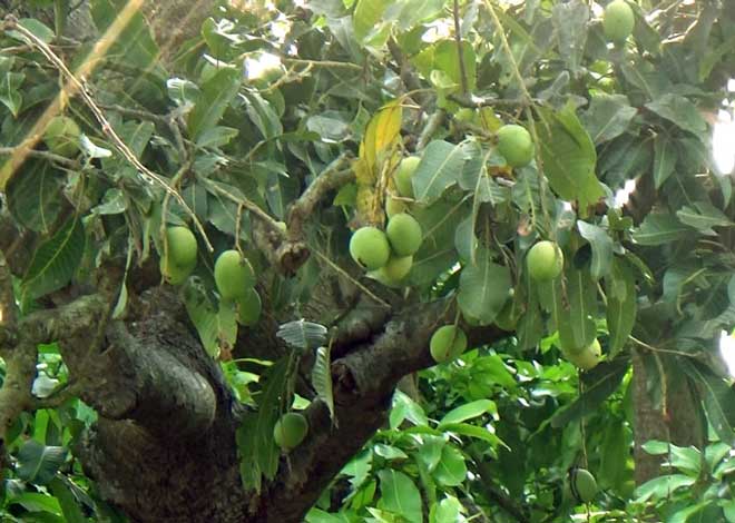 "Cụ” xoài cổ Bạc Liêu hơn 300 tuổi vẫn xanh tốt và "đẻ" sòn sòn - 3