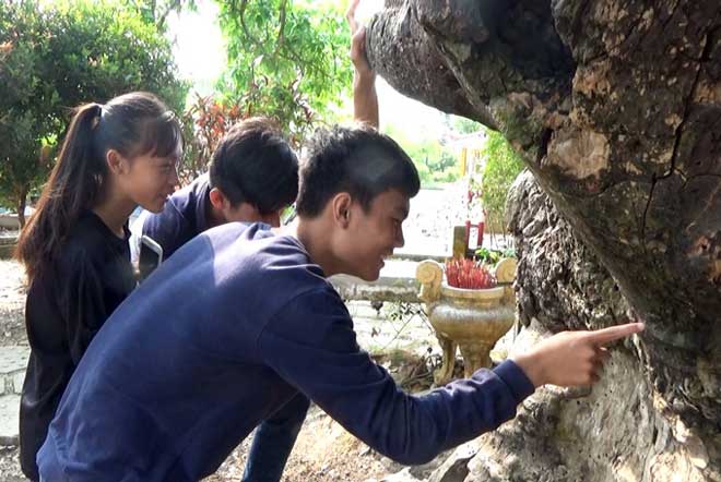 "Cụ” xoài cổ Bạc Liêu hơn 300 tuổi vẫn xanh tốt và "đẻ" sòn sòn - 5