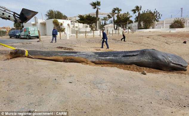 Mổ bụng cá voi 6 tấn dạt bờ, phát hiện nguyên nhân chết đáng sợ - 1