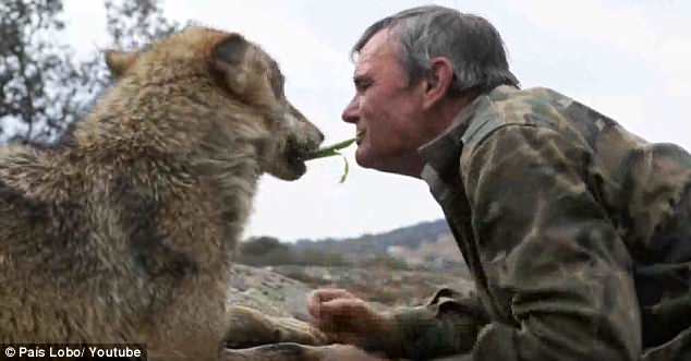 TBN: “Người rừng" sống với chó sói 12 năm khổ sở khi sống với người - 2