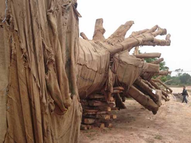 Tin tức trong ngày - Tài xế xe chở cây “quái thú” nói về chiêu qua mặt CSGT