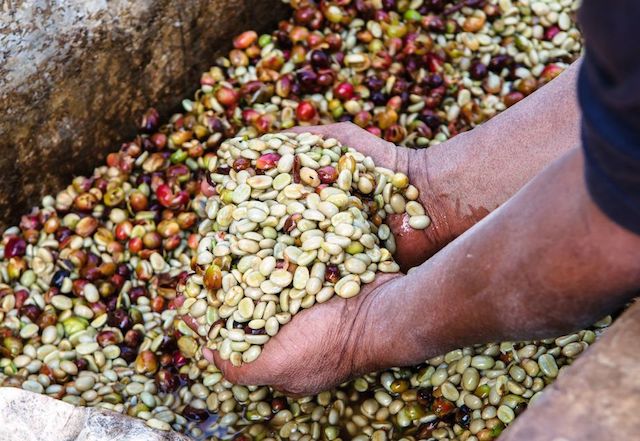 Giá nông sản hôm nay 7/4: Giá cà phê giảm mạnh 600 đồng, giá tiêu tăng nhẹ - 1