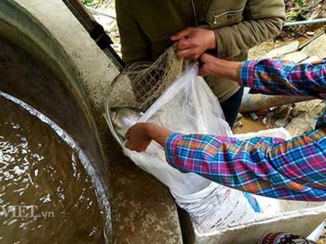 Thị trường - Tiêu dùng - 8x người Dao làm giàu nhờ nuôi loài cá “quý tộc” ưa nước lạnh