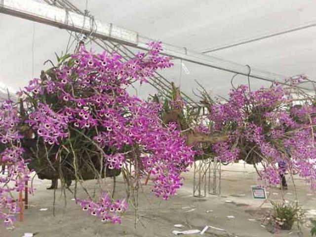 Thị trường - Tiêu dùng - "Nữ hoàng các loài hoa" từ rừng xuống phố "hút hồn" dân chơi