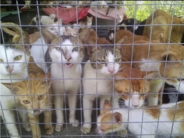 Bạn trẻ - Cuộc sống - Cảnh công khai ‘làm thịt’ chó, mèo của Việt Nam khiến nước ngoài khiếp sợ