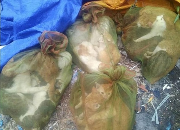 Cảnh công khai ‘làm thịt’ chó, mèo của Việt Nam khiến nước ngoài khiếp sợ - 2