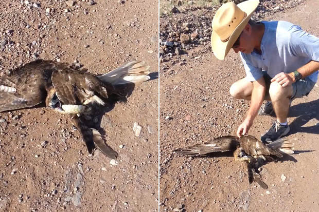 Video: Diều hâu sà xuống săn rắn, không ngờ bị siết cứng đờ - 1