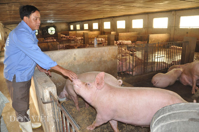 "Tôi sẽ nói thật với Thủ tướng về khó khăn của người nuôi lợn" - 2