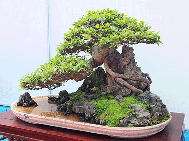 Tin tức trong ngày - Chiêm ngưỡng dàn bonsai đẹp kiệt xuất trên đất Yên Tử