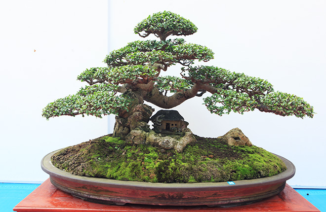 cây bonsai, cây thế Hải Phòng