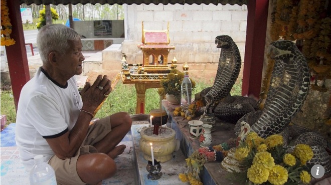 Thái Lan: Nơi hổ mang chúa được coi là thiên thần, có đền thờ - 1