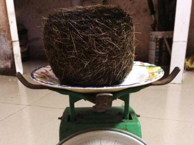 Thị trường - Tiêu dùng - Đắk Lắk: Phát hiện cát lợn hơn 1kg trong "cụ" lợn nái 15 tuổi