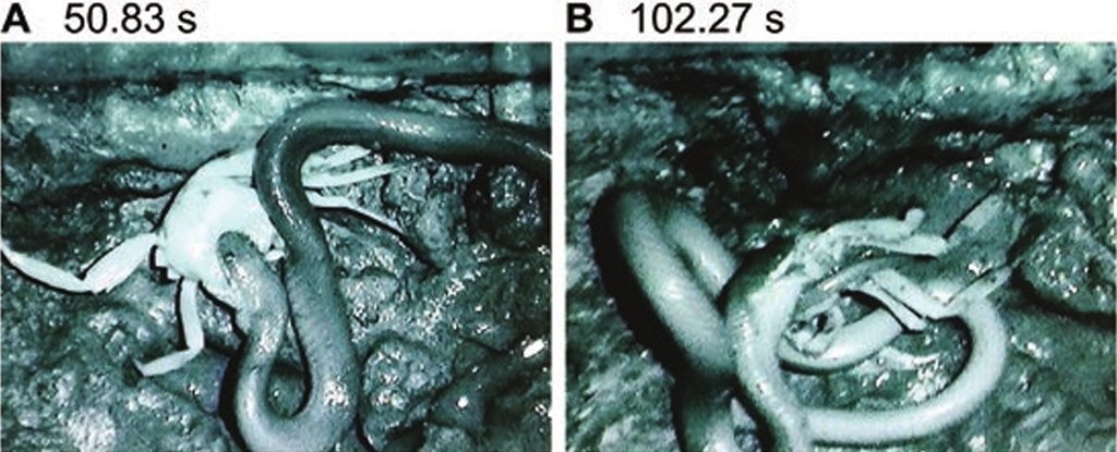 Video: Cảnh rắn xé xác con mồi ăn theo cách chưa từng có - 1