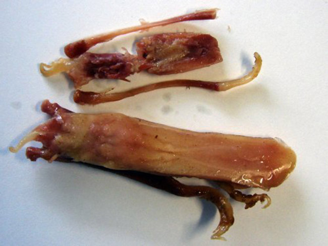 Muôn kiểu chế biến lưỡi vịt khiến các thực khách phát cuồng vì quá hấp dẫn - 4