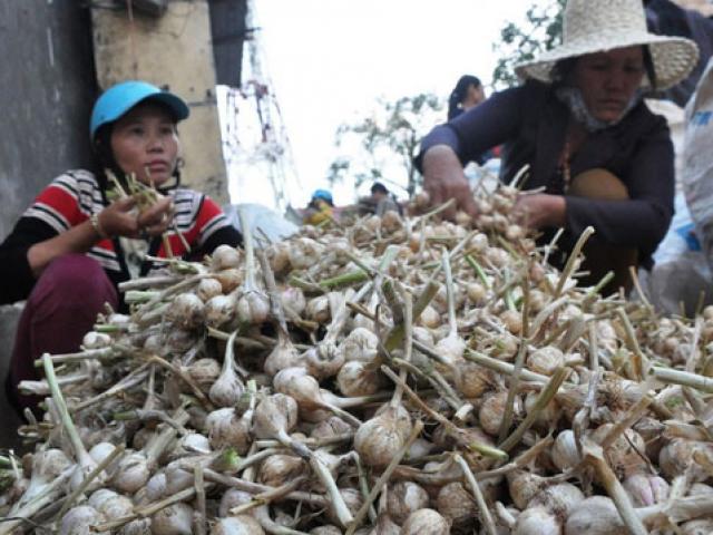 Thị trường - Tiêu dùng - Bất lực nhìn tỏi Lý Sơn bị giả