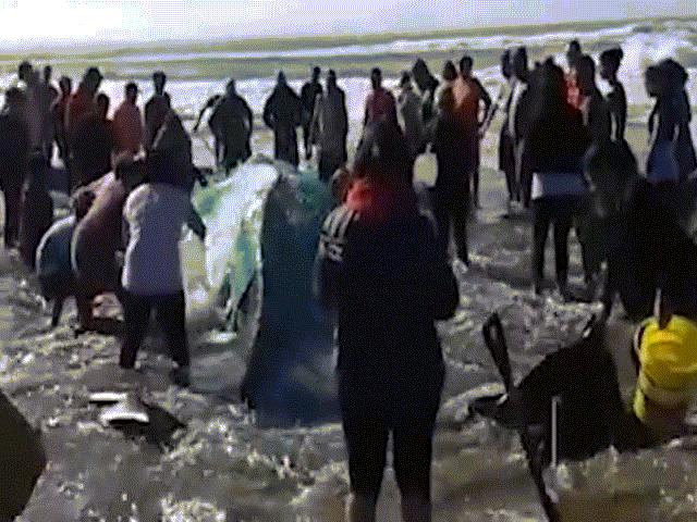 Thế giới - Video: Người dân té nước cứu cá voi khổng lồ bị mắc cạn