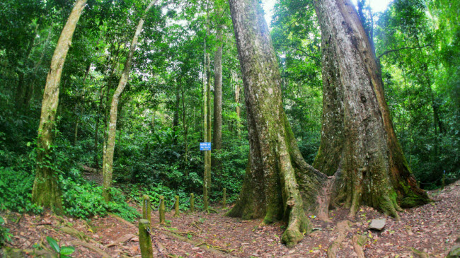 Vườn quốc gia Cúc Phương: Đây là khu bảo tồn thiên nhiên đầu tiên của Việt Nam được thành lập vào năm 1962. Du khách có thể đi bộ dọc các con đường dẫn tới hang động, cây cổ thụ. Vườn quốc gia Cúc Phương là nơi sinh sống của hơn 135 động vật có vú như báo mây, khỉ và gấu châu Á.